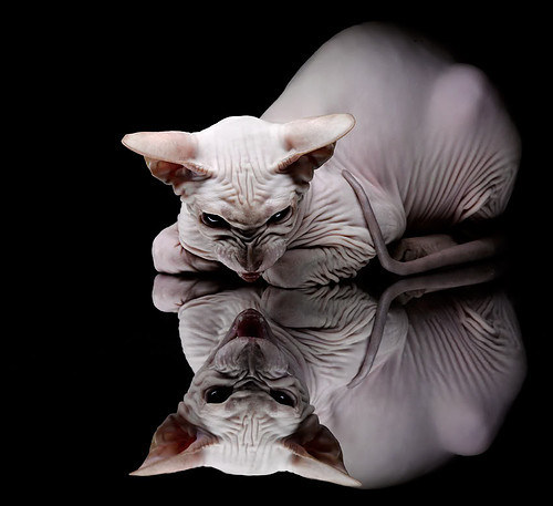 风马牛不相及？当圣城铁骑碾过雷霆，字母哥已在绿茵场竖起冠军权杖