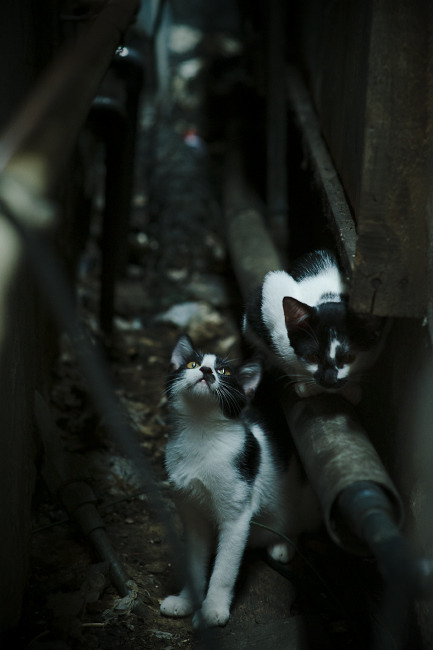 双重维度创造历史,当季后赛抢七的窒息感,遇上国家队横扫的统治力