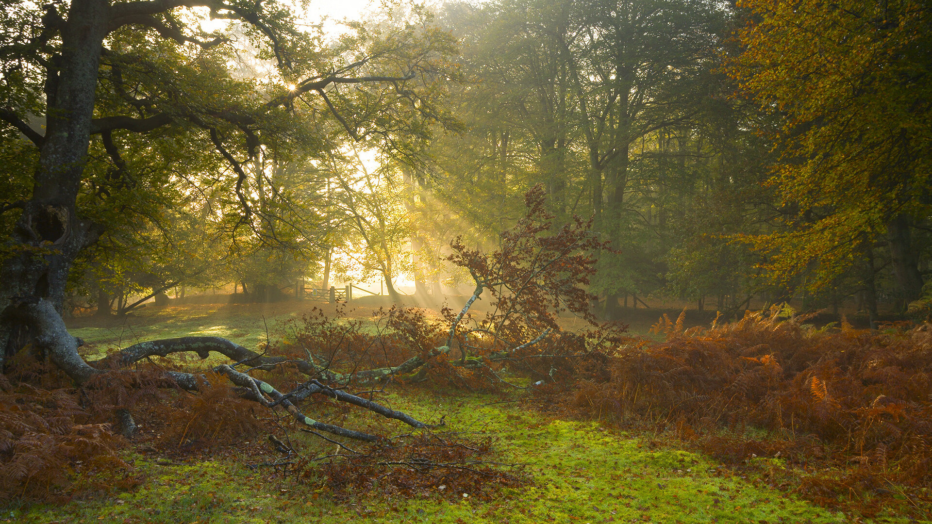 硬仗基因，从马丁内利到塞内加尔的唯一性法则