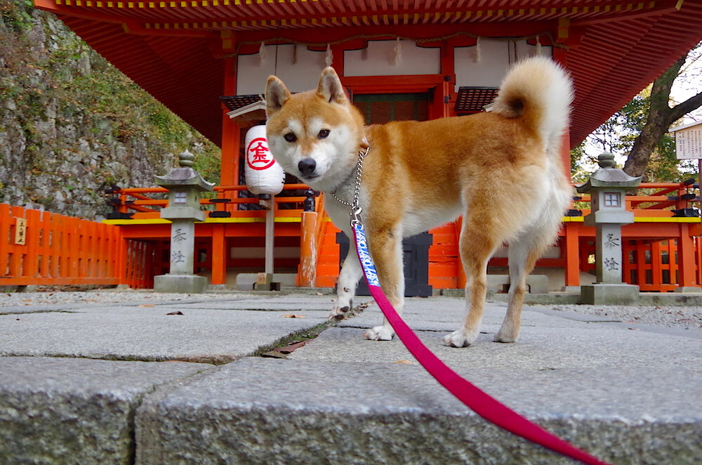 隔空角力，恩比德火力全开，步行者与森林狼提前终结的平行叙事