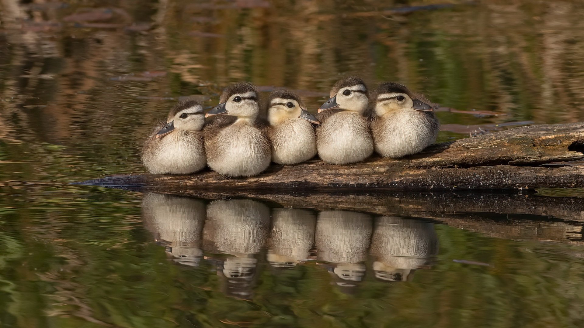 篮球宇宙的璀璨双星，雷霆风暴与欧冠之王的交相辉映